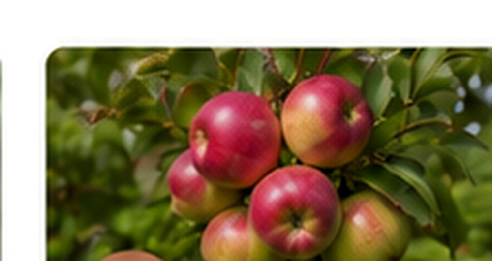Apples