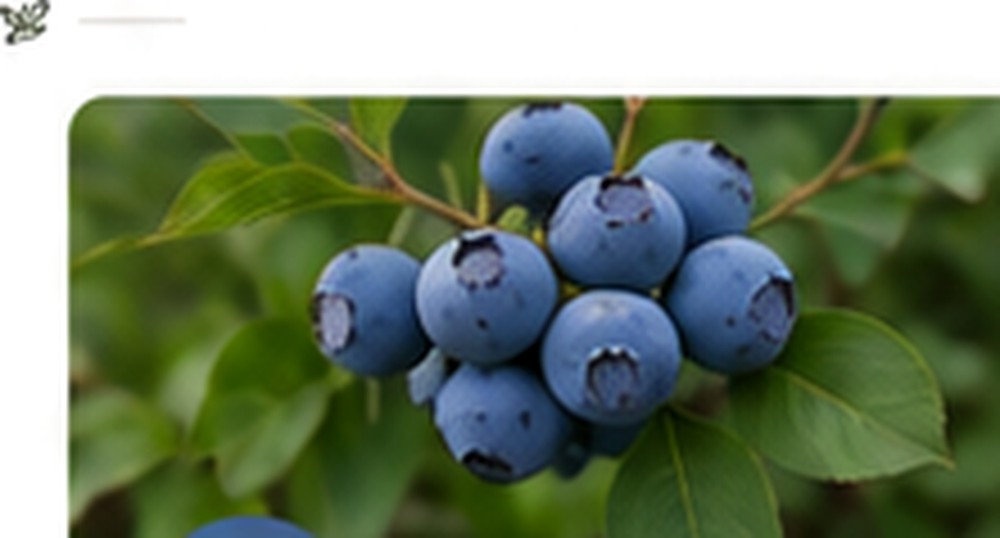 Blueberries