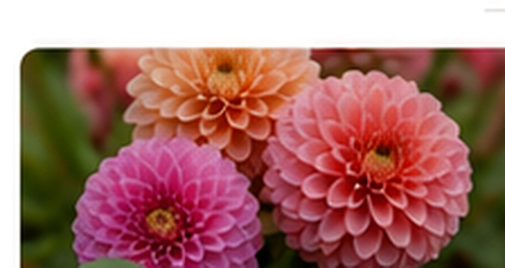 Dahlias