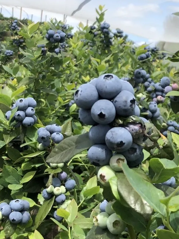 Blueberries